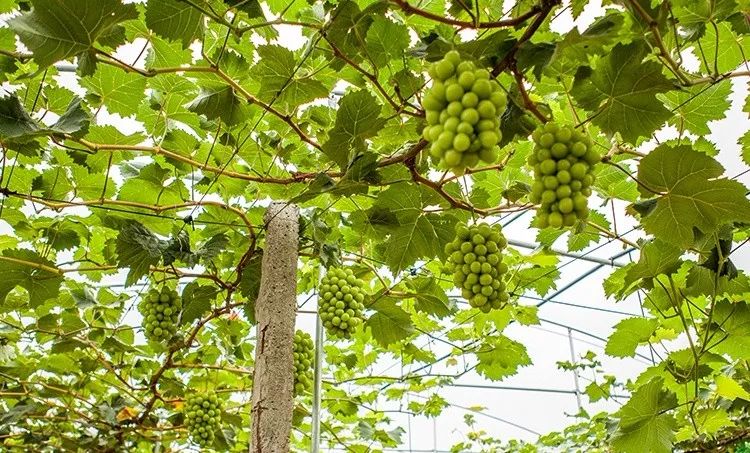 爆料河源这一大片葡萄林99元一斤开园大钜惠赶紧约起来