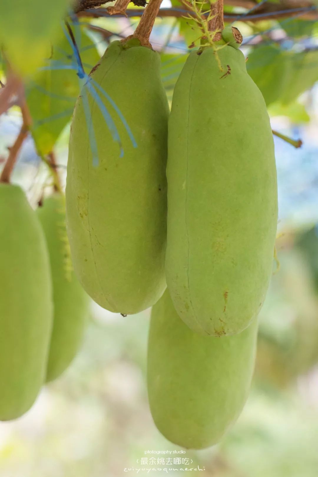 这几天余姚人都跑去这个1000多亩超大果园n种新鲜当季水果边摘边吃