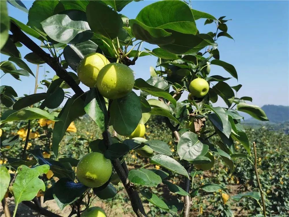 永寿翠冠梨熟了好多美女都去现场采摘要尝鲜的赶紧