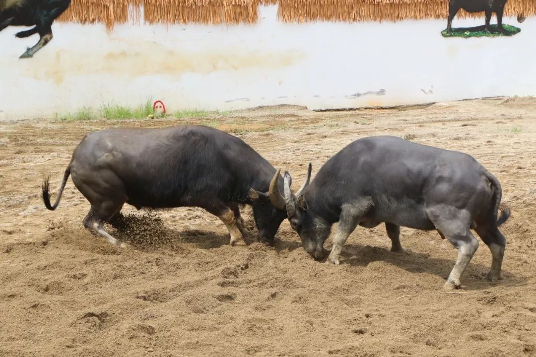 精彩回顾7月1日田州古城斗牛场震撼开业盛况空前人气火爆