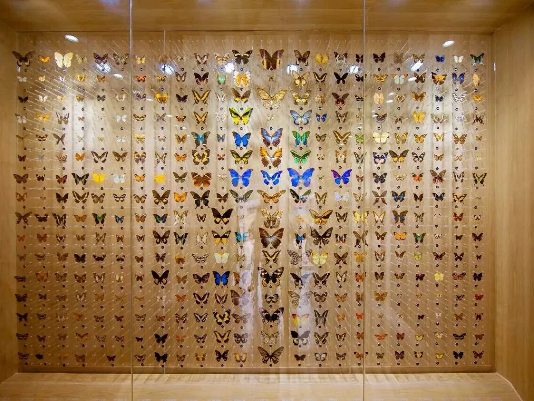 来到蝶梦山丘,自然要先参观蝴蝶博物馆!
