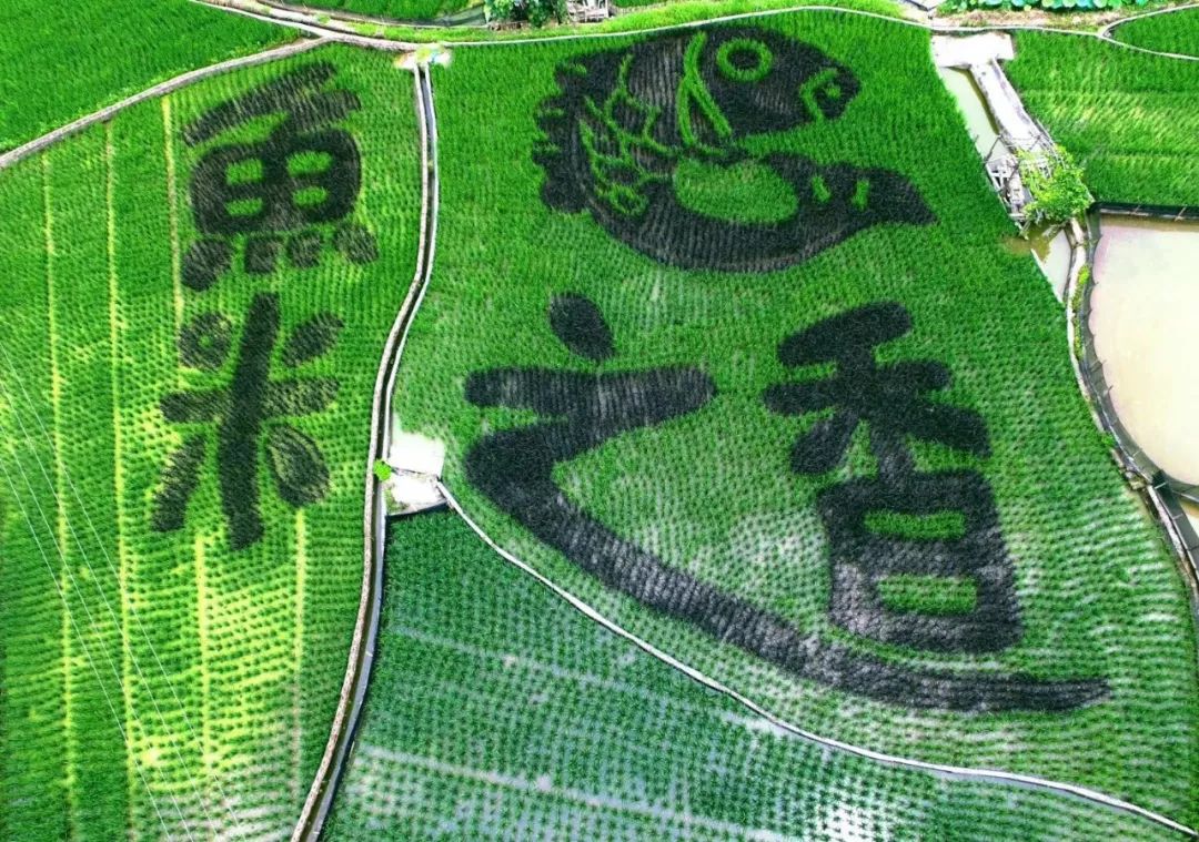 丹洲惊现神奇稻田画