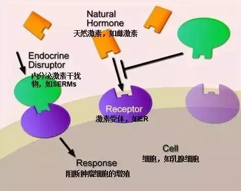 如何使用他莫昔芬进行乳腺癌内分泌治疗