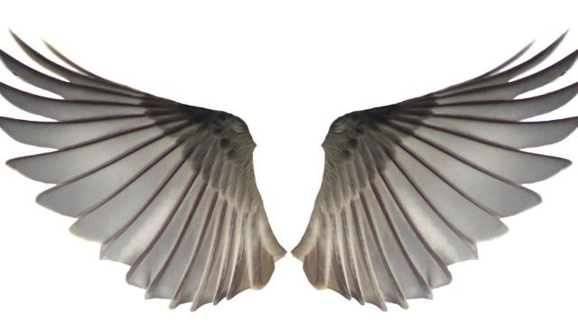 原创塔罗牌测试你选出一对让你展翅高飞的翅膀,测爱情何时飞到你面前