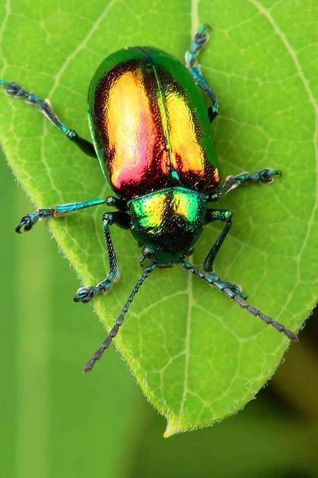 这微妙的声息,在金龟子黑色或棕色外套上,闪着金属的光泽,既朴素又