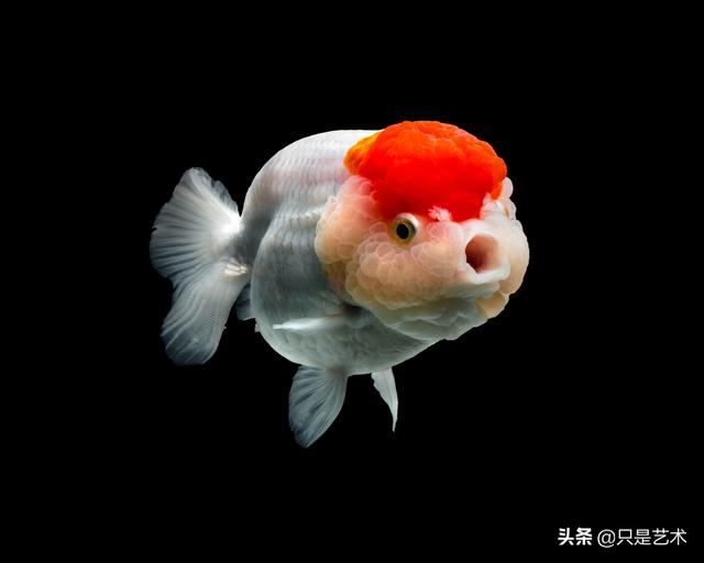 第一次近距离看金鱼的样子