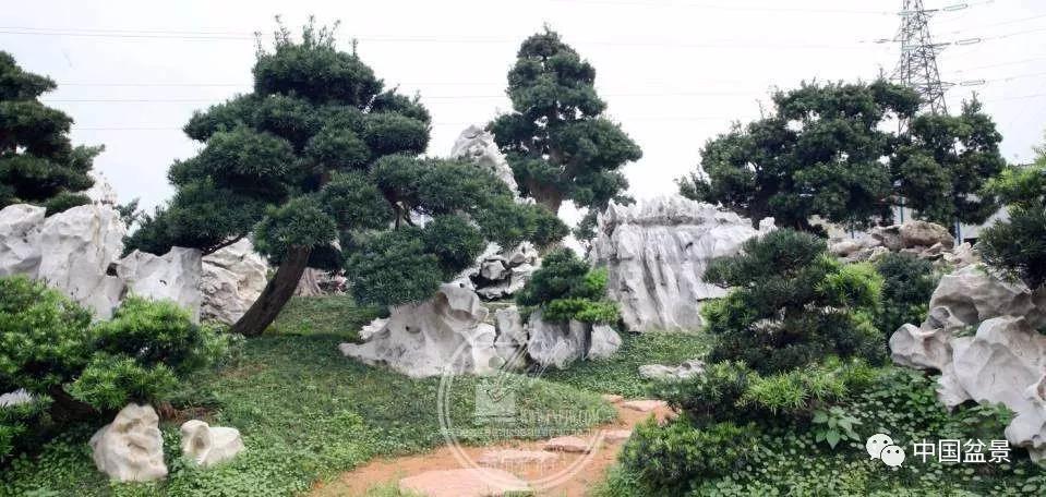 罗汉松盆景栽培技术与管理