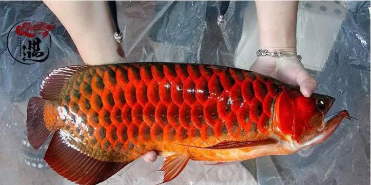 老玩家带路细谈红龙发色四要素