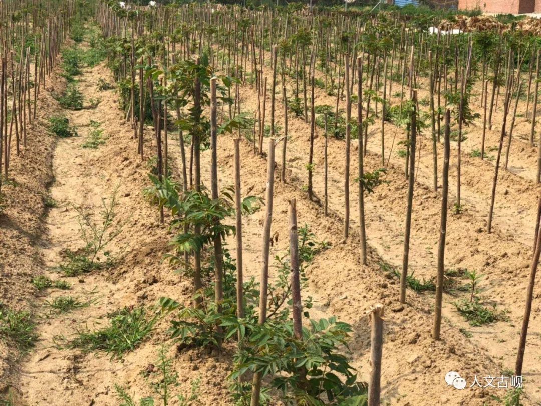 媒体聚焦 | 古岘镇一里村香椿成产业,致富有"钱景"_种植