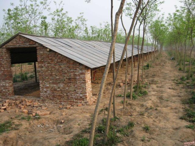 不同品种的鸡鸡舍的建造不同看看你该建什么类型的鸡舍