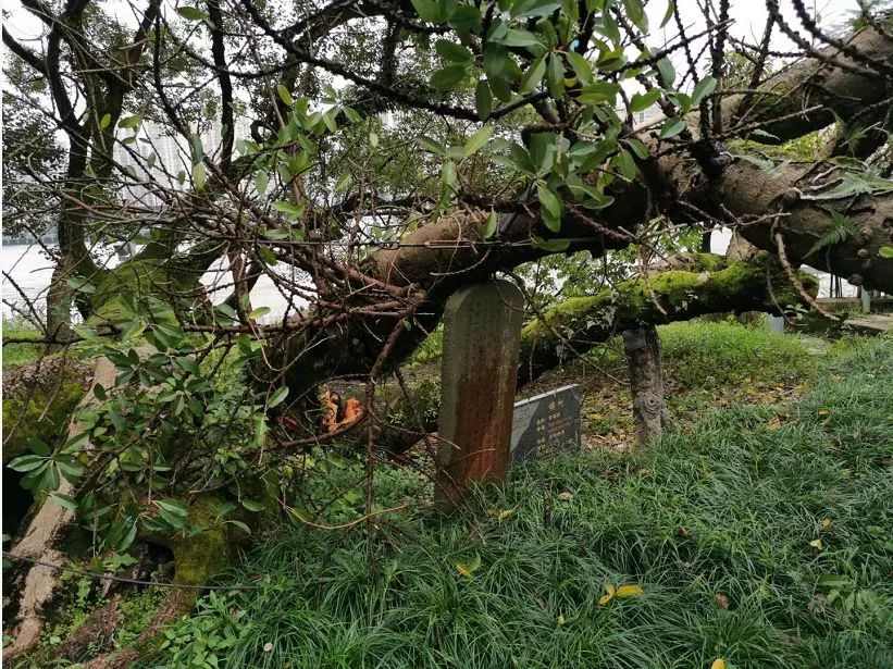 便民信息500年古树被雷劈雷雨季记住这些锦囊能保命