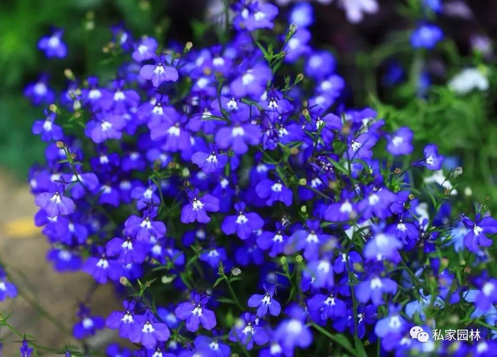 芥春109,四季小白菜108,黄瓜107,樱桃萝卜106,泰国小香葱105,夏堇104