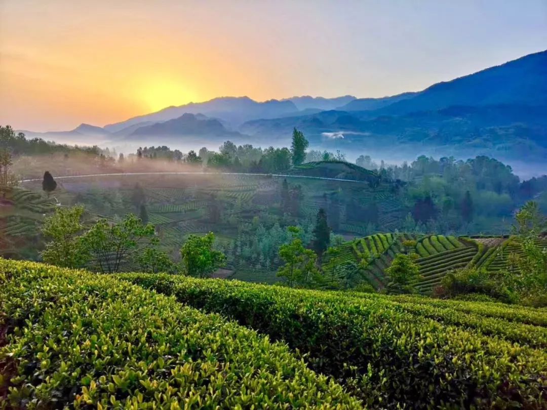 汉中第一家名优茶叶特产市集重磅开业各县区特产一站式购齐