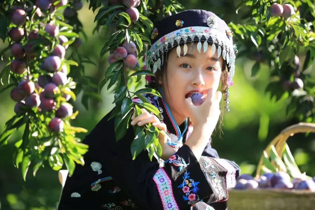 第13期新品发布倾慕冬枣绿雪人翠冠梨龙滩珍珠李猴即即食甜玉米