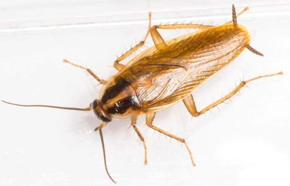 蟑螂已经进化出对杀虫剂的抗性,变得更难以杀死