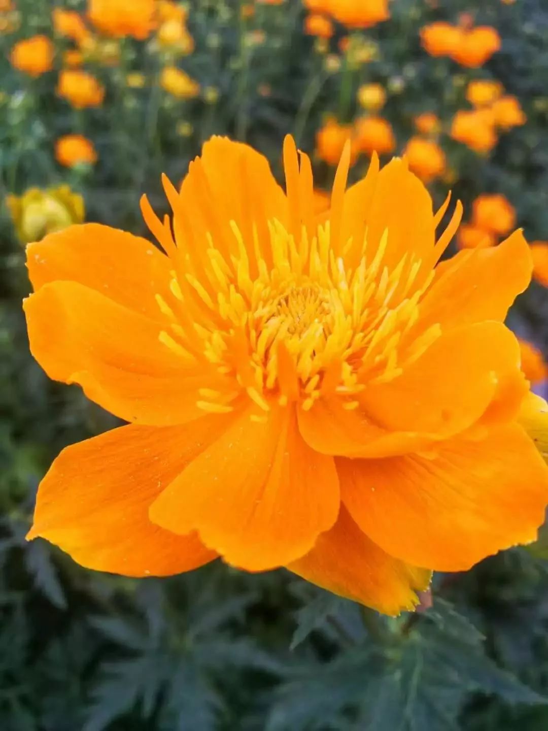 正蓝旗的金莲花开了附赏花攻略