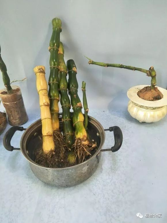 技术贴佛肚竹枝条这样种生根发芽快成活率杠杠滴还好操作