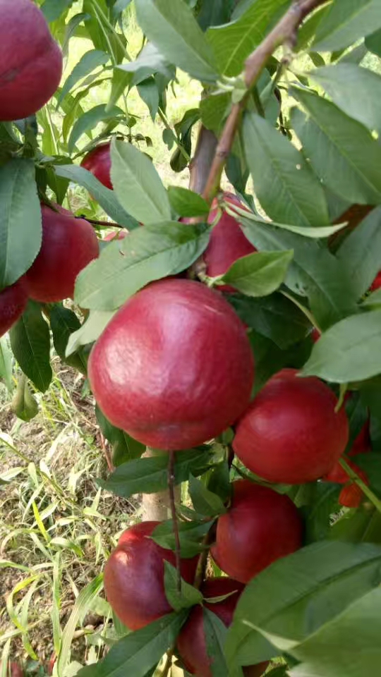 中油金冠油桃苗成熟早中油金冠油桃苗品种详细介绍