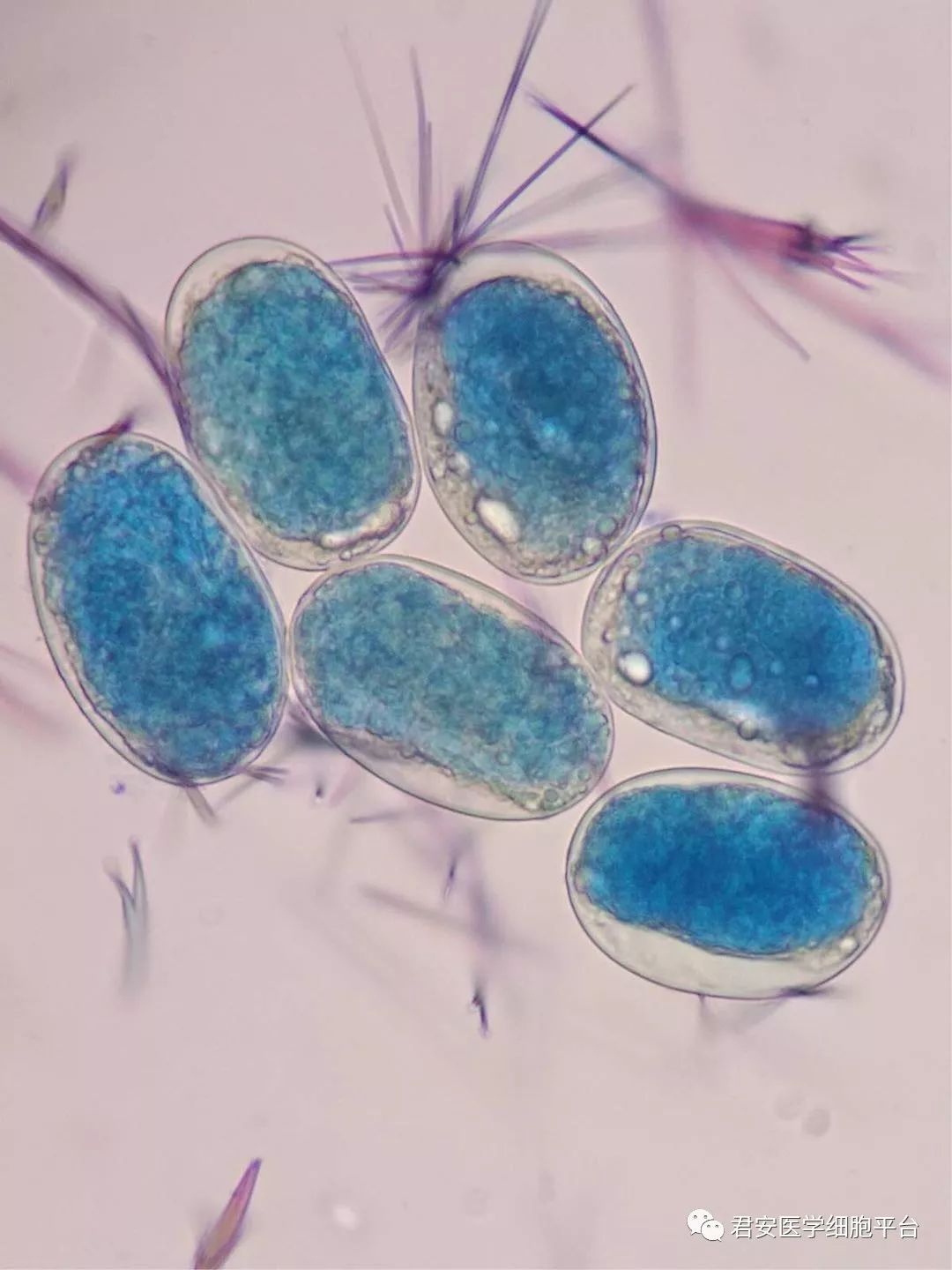 【独家报道】现场直播:钩虫宝宝破壳而出