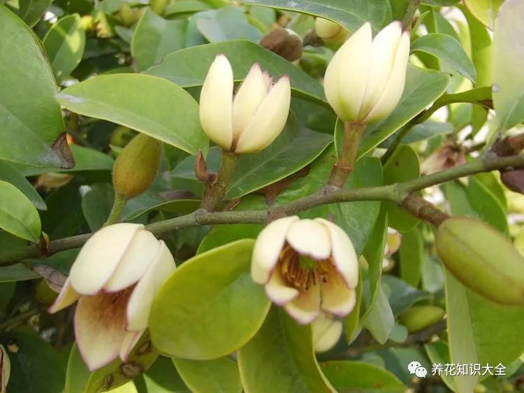 南花北养,一定要记住这"三要三不要",请注意!