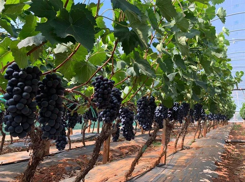爆料河源这一大片葡萄林99元一斤开园大钜惠赶紧约起来