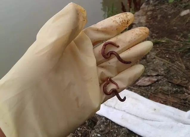 最爱钓昂刺,这是我的垂钓经验_蚯蚓