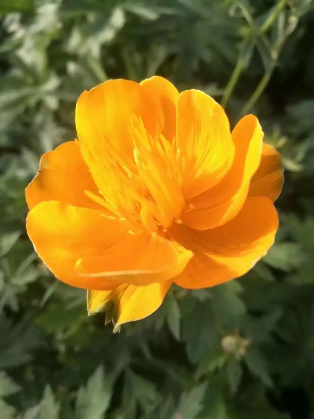 正蓝旗的金莲花开了附赏花攻略