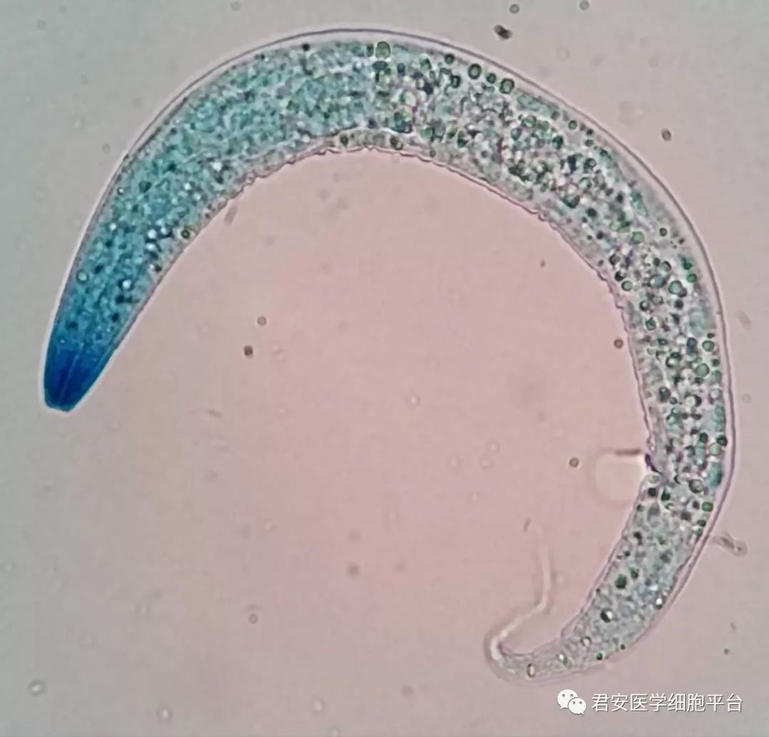 钩虫在显微镜下的图片图片