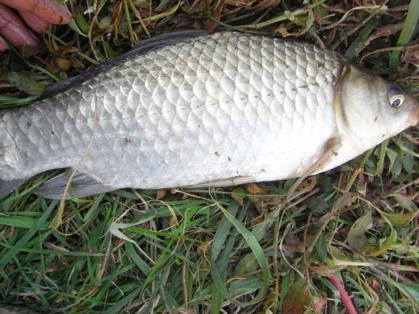 水葫芦下钓野鲫,一尾大鲫,足足八两重_鲫鱼