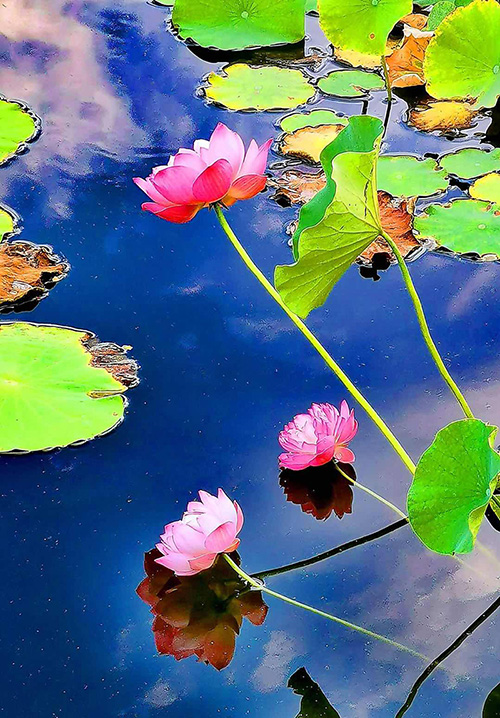 李商隐《赠荷花》此花此叶常相映,翠减红衰愁杀人.
