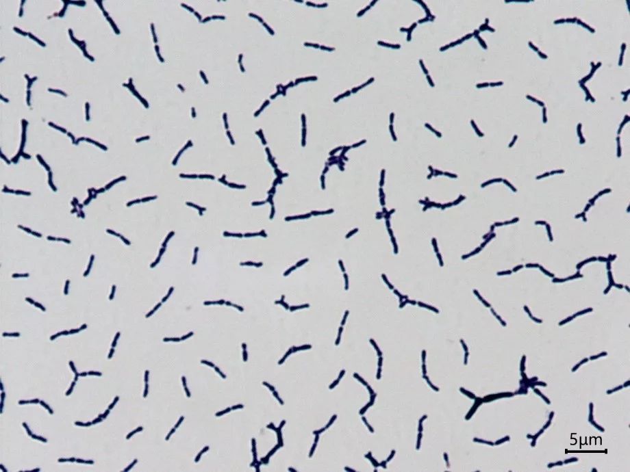 双歧杆菌的前世今生