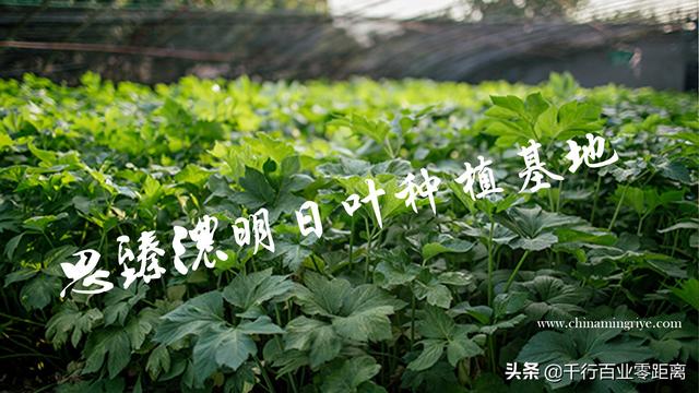 思臻浓明日叶种植基地思臻浓高品质明日叶流出的查尔酮明日叶被纳入新
