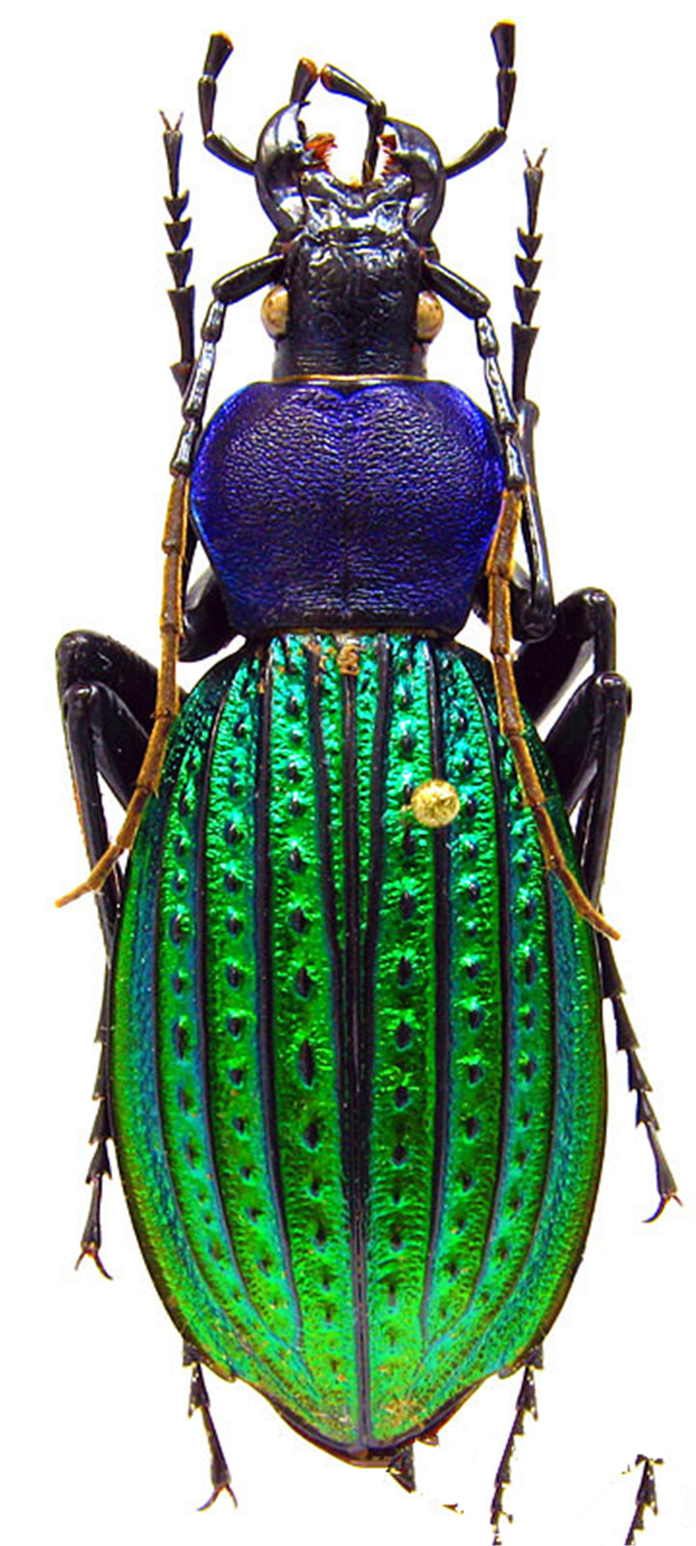 春天的昆虫 甲壳类图片