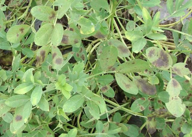 原创花生叶斑类和土传病害辨识与防治种植花生的农民可以收藏备用