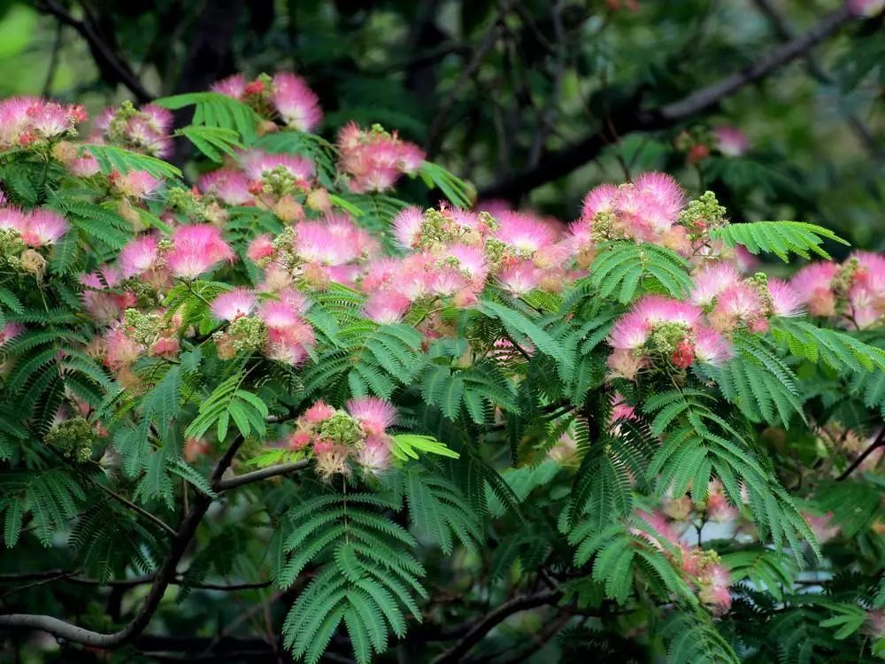 职工创作合欢香里忆流年