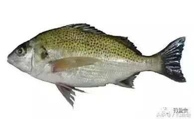 花鱼(鳐)钓向大海是新世纪海洋主题在中国钓鱼界的最强音,从而使海钓