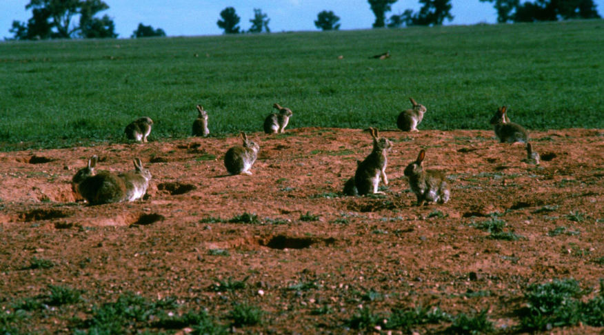 男子买下满是兔子洞的荒地,准备实行改造,却挖出掩埋多年的秘密
