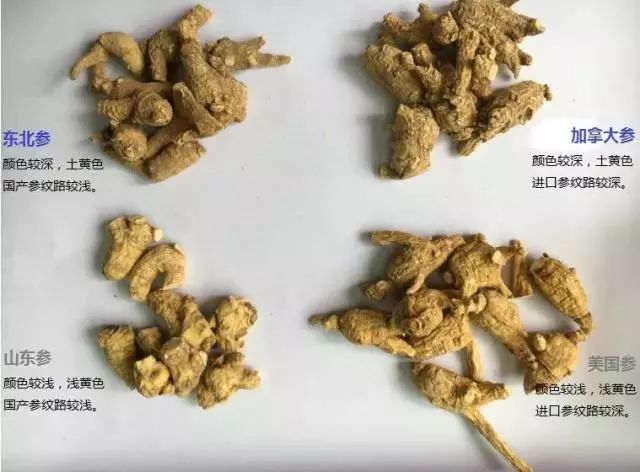 山东西洋参,东北西洋参,美国花旗参,加拿大西洋参四者比较图.