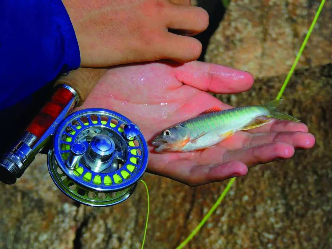 飛釣三亞,釣到鯉魚就先不說了,還解鎖了兩個不認