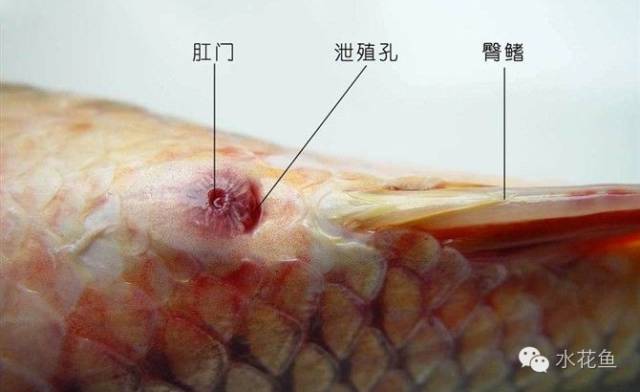 凤尾鱼临产肛门图图片