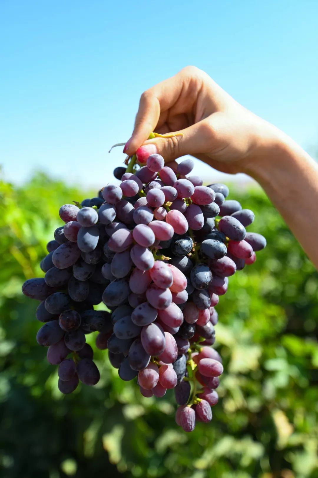 吐鲁番的葡萄保证让你吃葡萄不吐葡萄皮