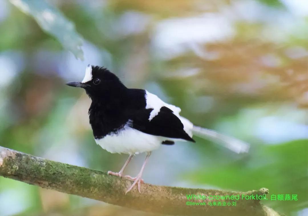 身穿燕尾服在溪水旁吹起快乐的口哨