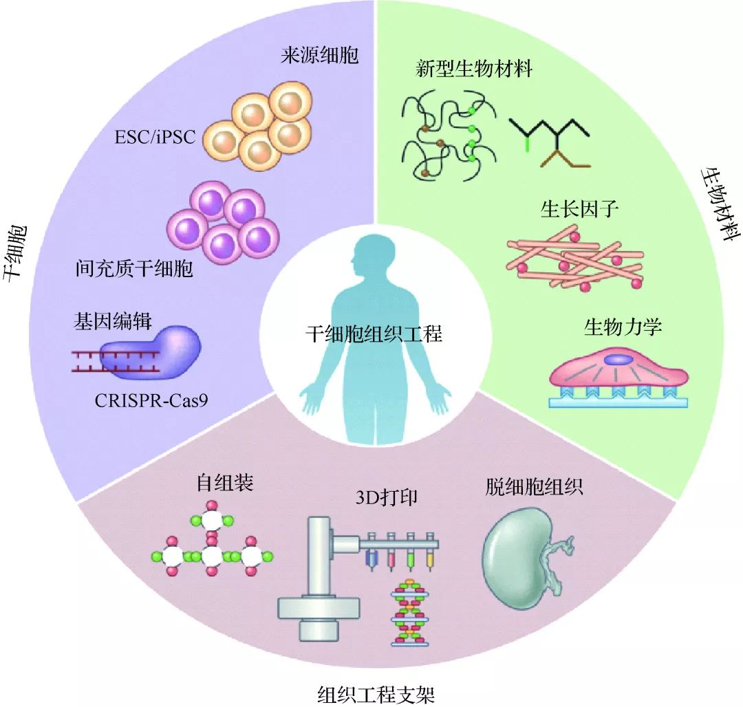 即將到來的間充質幹細胞治療黃金時代