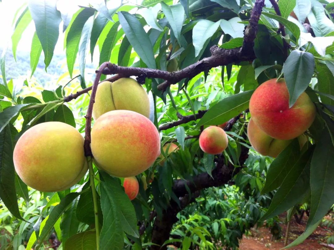 桃子采摘小技巧:1,采摘时最好身穿长袖衣服,天气炎热,注意防中暑,涂好