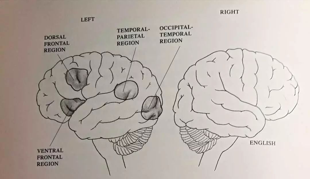 腦科學實驗揭開孩子不愛閱讀的真相: