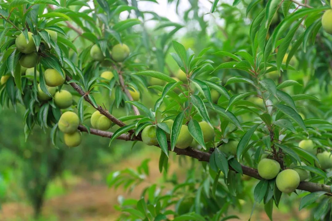周末约起天府新区这个地方的脆蜜李熟了