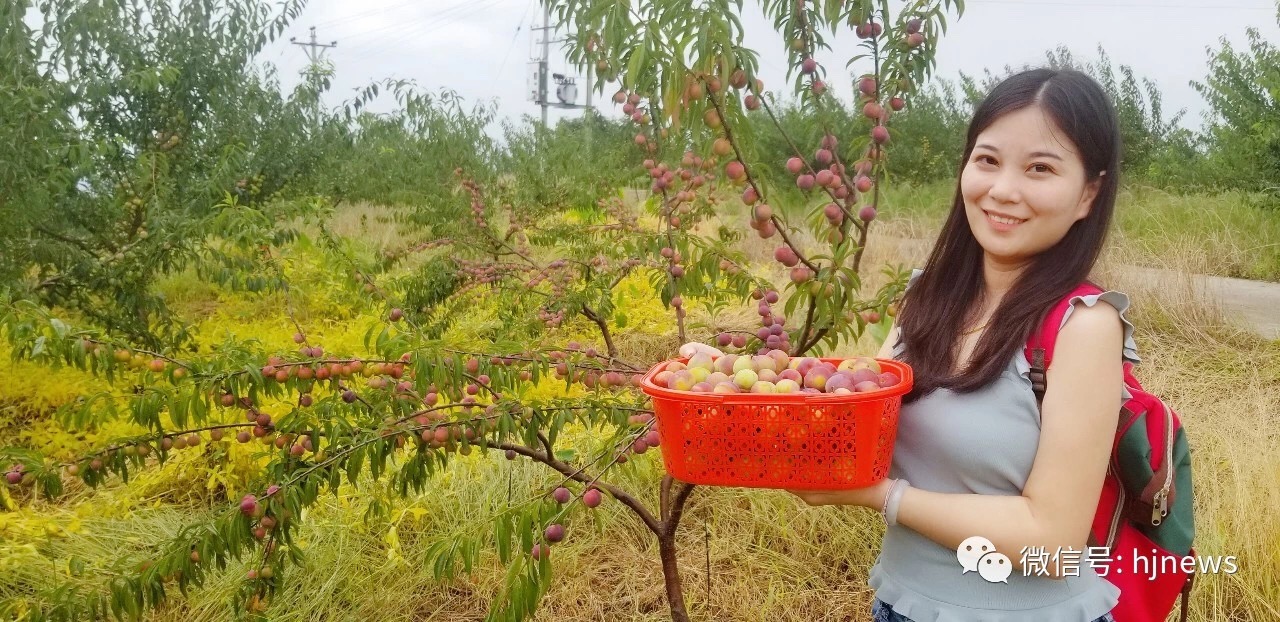 红脆李子多少钱一斤