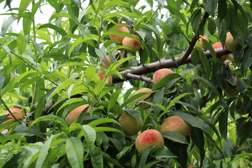 朝阳湖仙桃采摘清凉上线了!