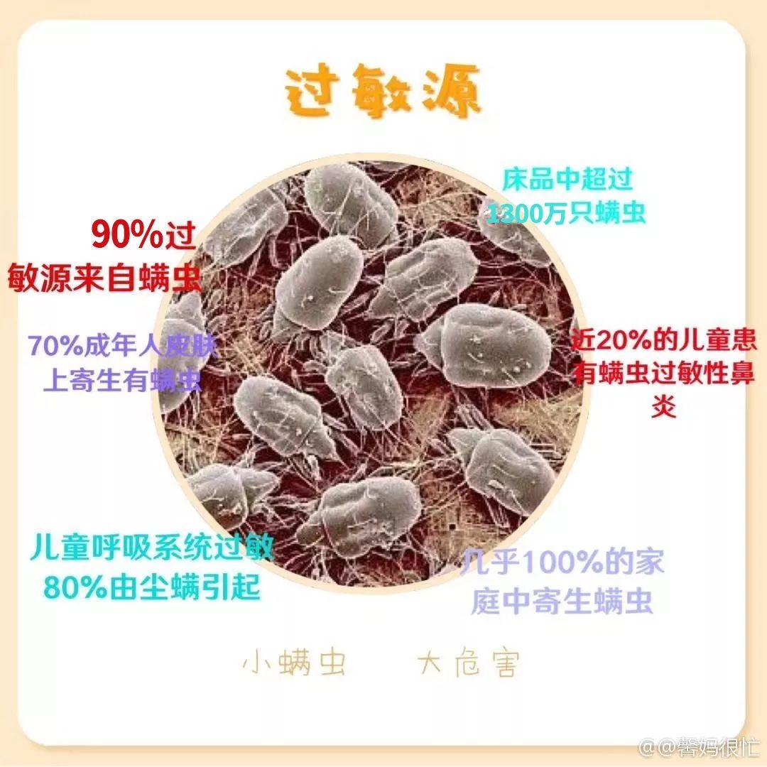 晒被子10次比不上用它洗1回轻松消灭衣物床单里90的螨虫