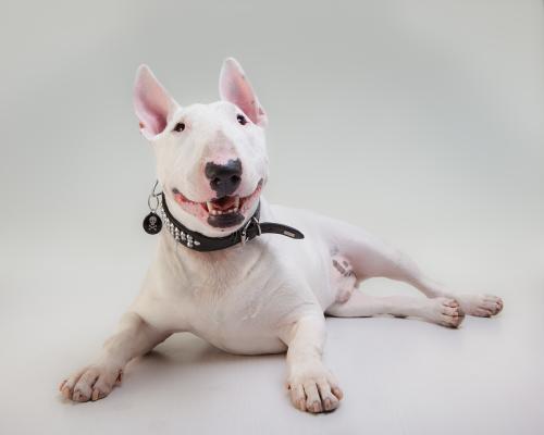 牛头梗便秘需要多运动吗牛头梗多运动助于通便吗